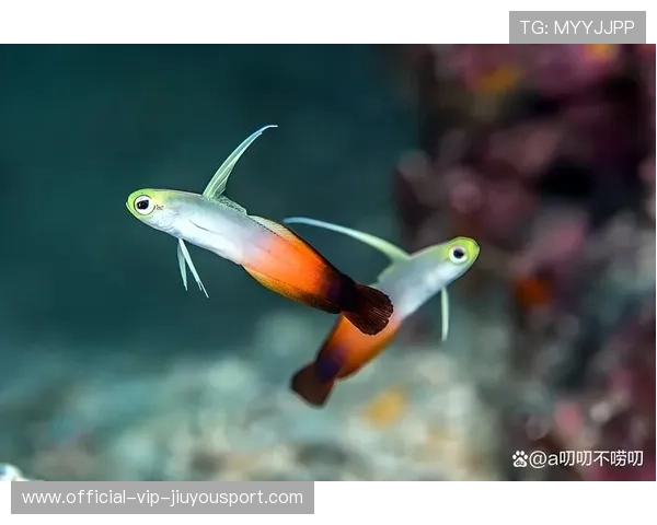 劳塔罗撕裂防线的一瞬间极具观赏性：在极锋系列中重现的速度美学